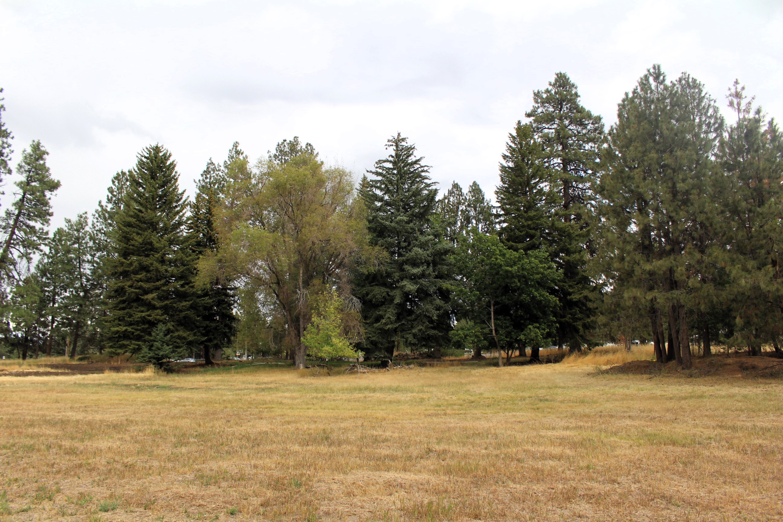 A view of the mature trees on the Reed Lane park site