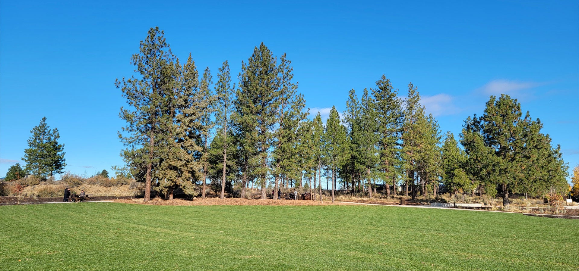 Photo of the grass field and trees at Manzanita Rdige Park