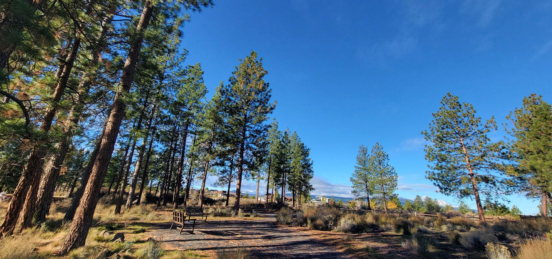 Photo of the trail and trees at Manzanita Rdige Park