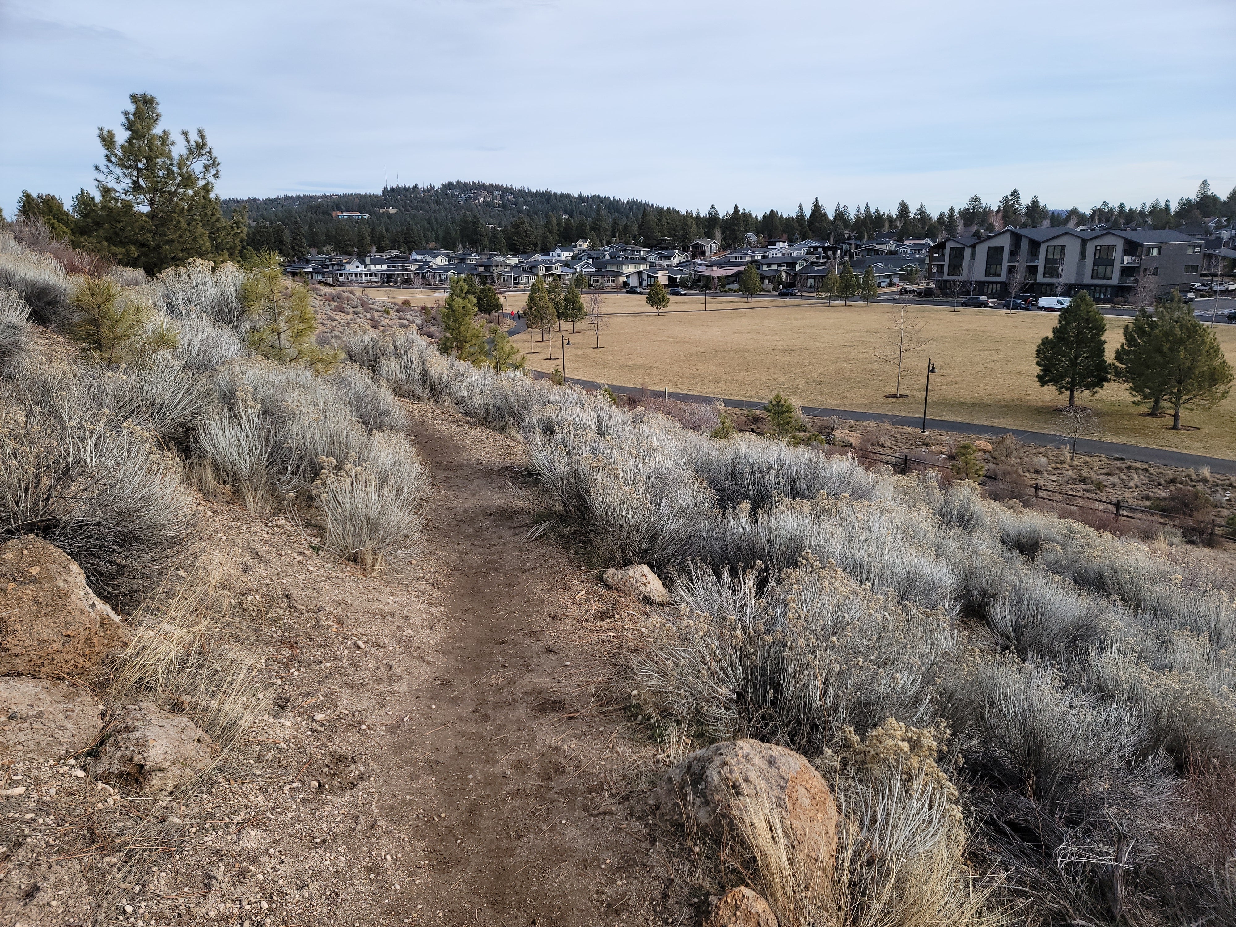 natural surface trail carved into hillside with Discovery Park below