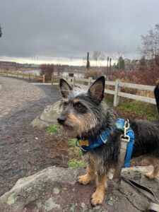 A Bend dog on leash stands on a rock while enjoying the view at Miller's Landing Park 