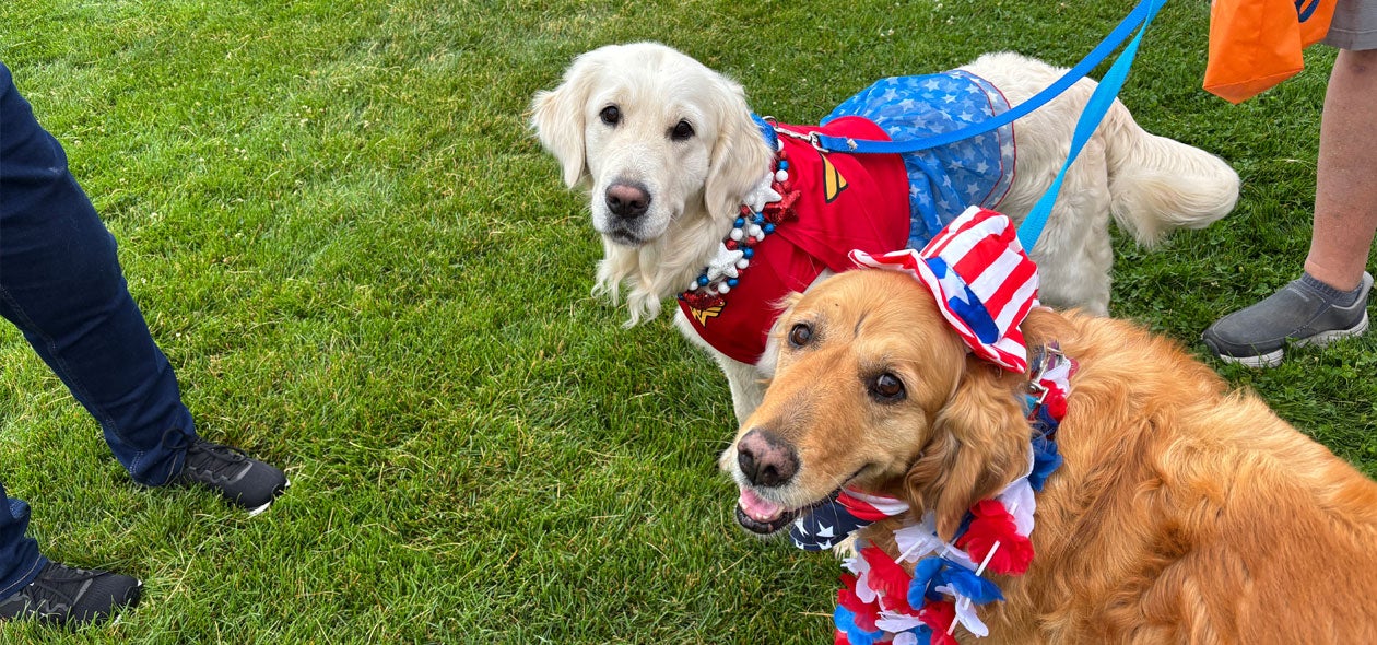 Photo of two dogs sporting red, white and blue accessories look at the camera at the Pet Parade