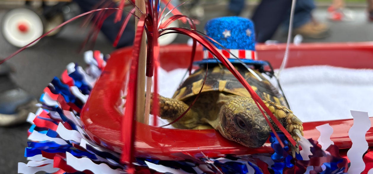 A lizard wearing an American flag themed top hat in a wagon at the Pet Parade