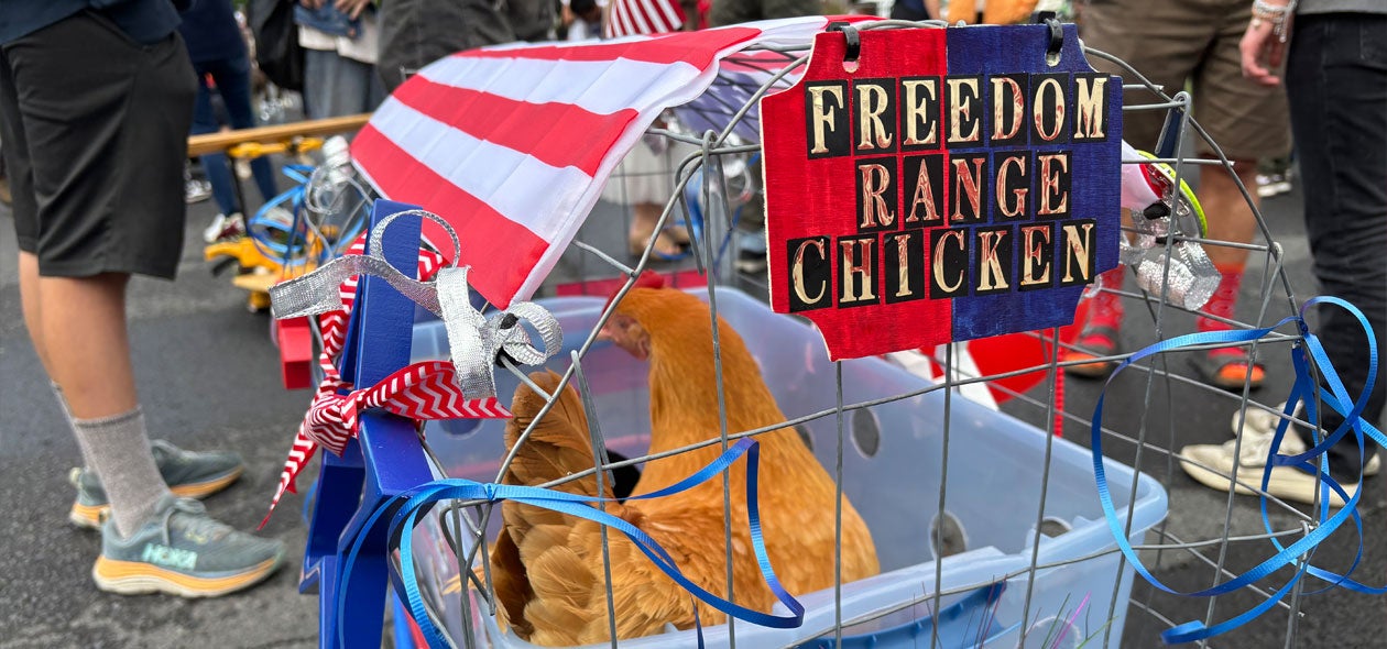 A hen in a caged wagon at the Pet Parade