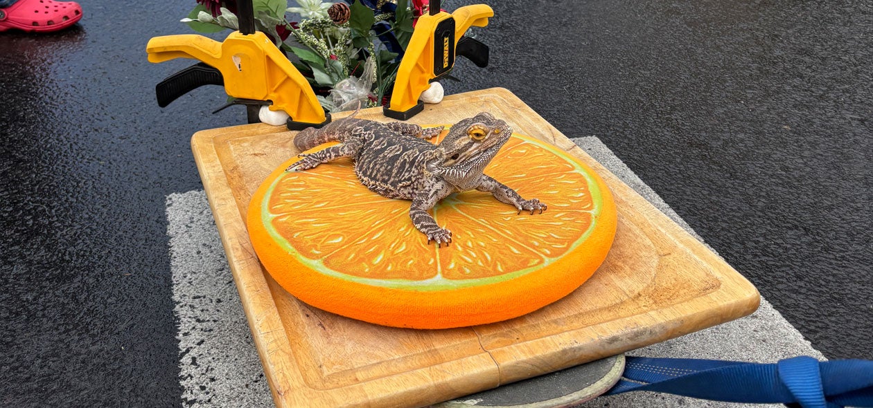 A lizard sits on a DIY wagon at the Pet Parade